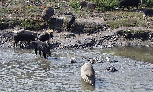 川の住人たち。ブタも水牛もテリトリーを守って共存しています